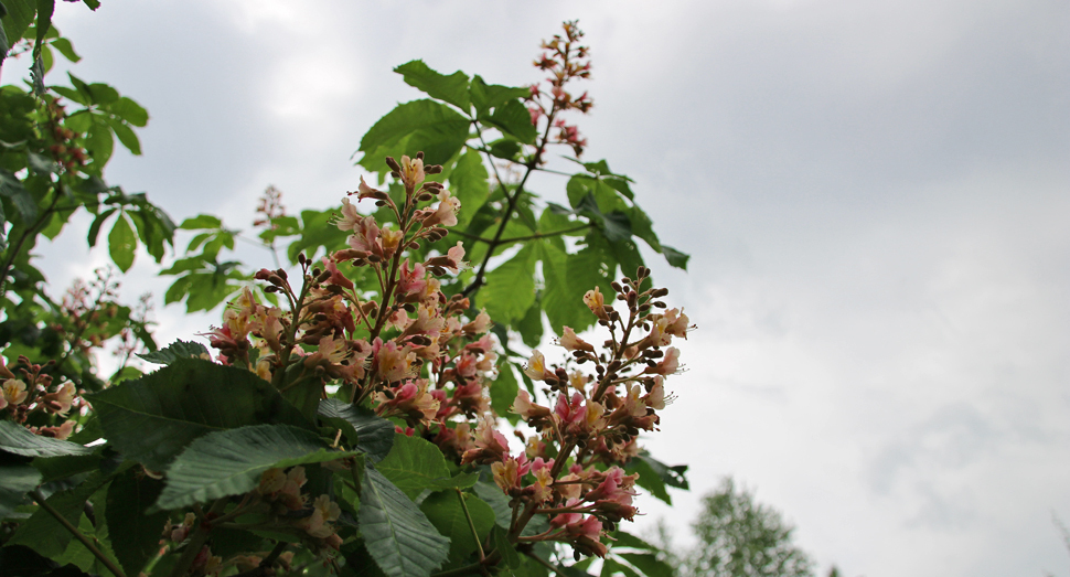 色合いが美しいベニバナトチノキの花