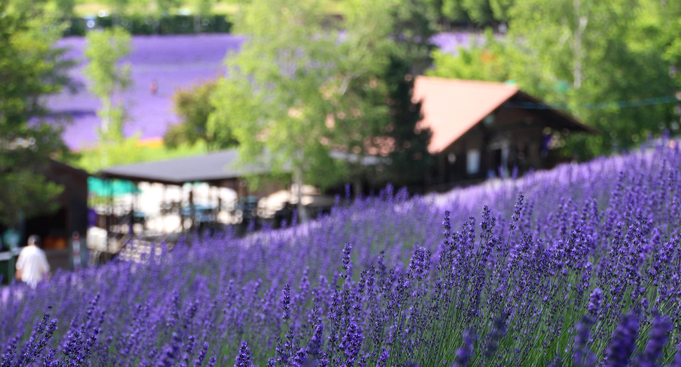 一面に広がる紫色 ファーム日誌 花畑の紹介 北海道のラベンダー畑 ファーム富田 オフィシャルサイト