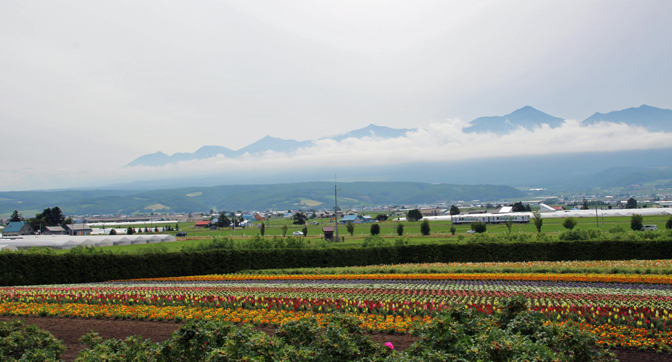 これから見頃を迎える秋の彩りの畑と十勝岳連峰