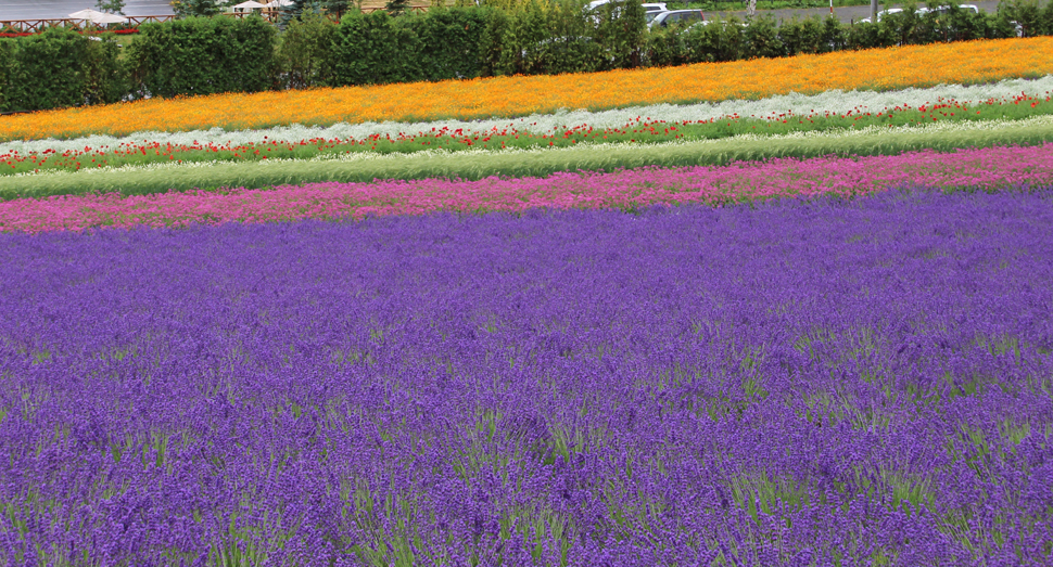 お花が層のように重なって見える彩りの畑