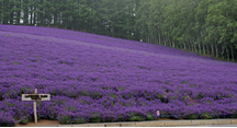 変わらぬ風景