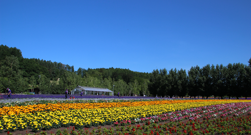 お客様を出迎える花人の畑