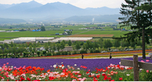 絶景の十勝岳連峰と花畑