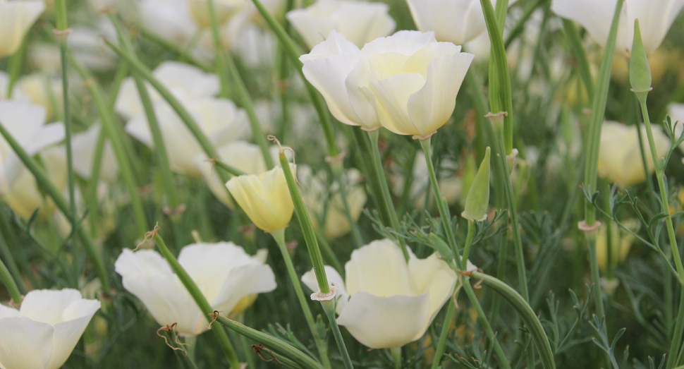 彩りの畑に咲くお花たち ファーム日誌 花畑の紹介 北海道のラベンダー畑 ファーム富田 オフィシャルサイト