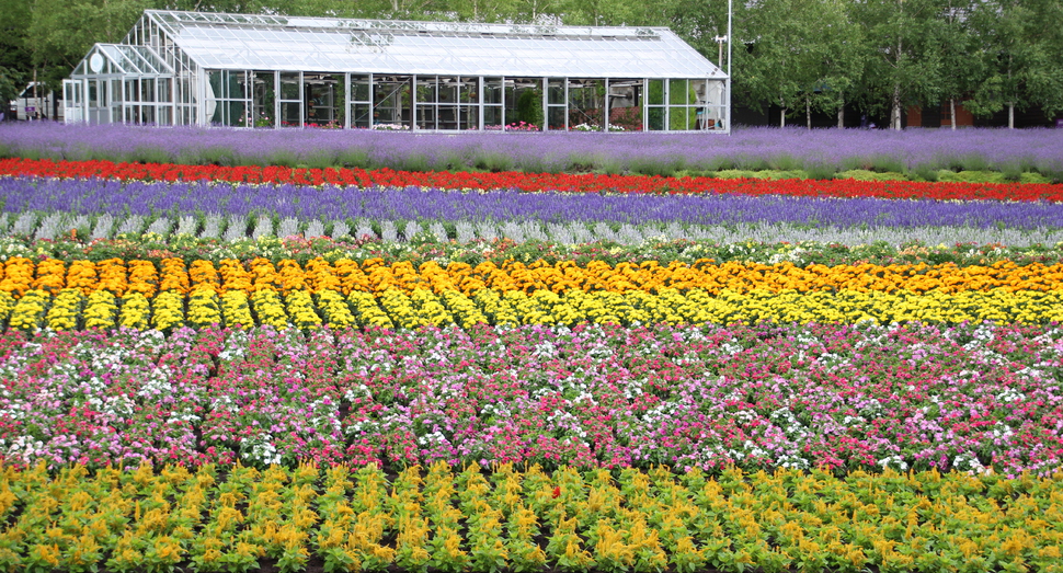 恵みの雨が降り、花人の畑のお花たちも色鮮やかになってきました