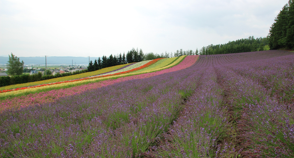 少しずつ花の量が減ってきましたが…