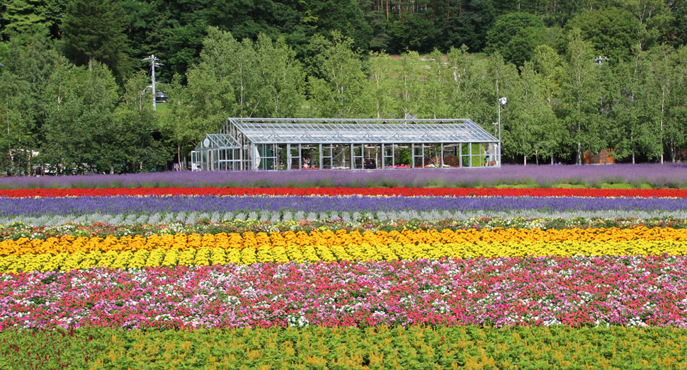 見頃が長い花人の畑 ファーム日誌 花畑の紹介 北海道のラベンダー畑 ファーム富田 オフィシャルサイト 見頃が長い花人の畑 ファーム日誌 花畑の紹介 北海道のラベンダー畑 ファーム富田 オフィシャルサイト