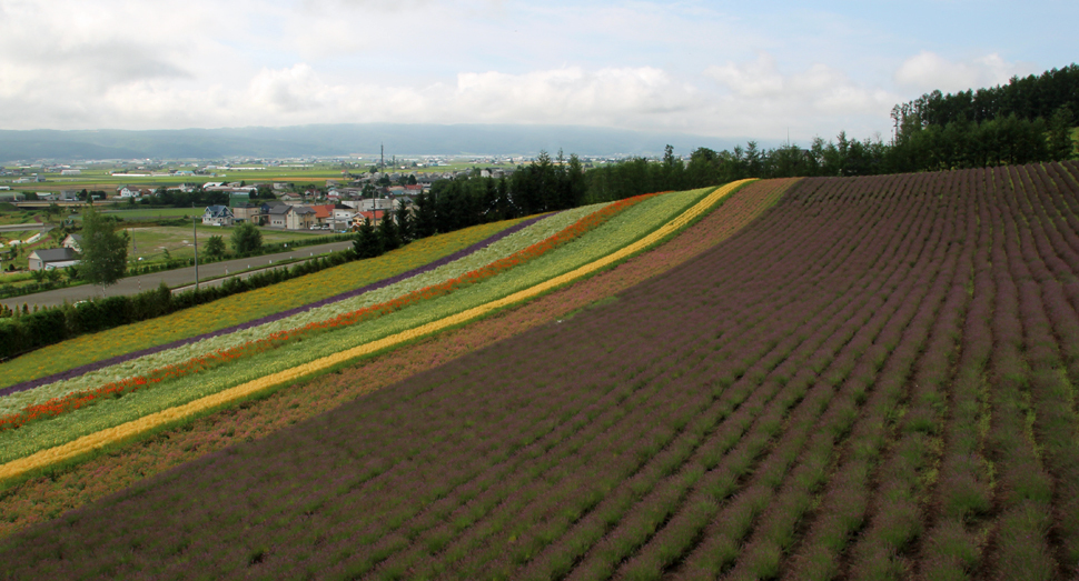 彩りの畑は花の量がだんだん減ってきています