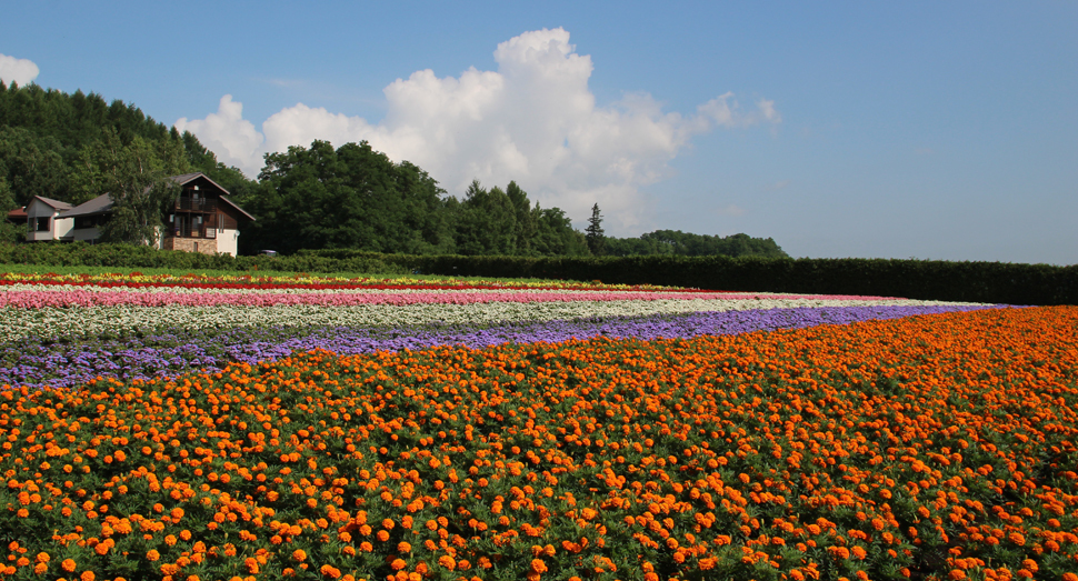 陽の光を浴びて花々が輝いています