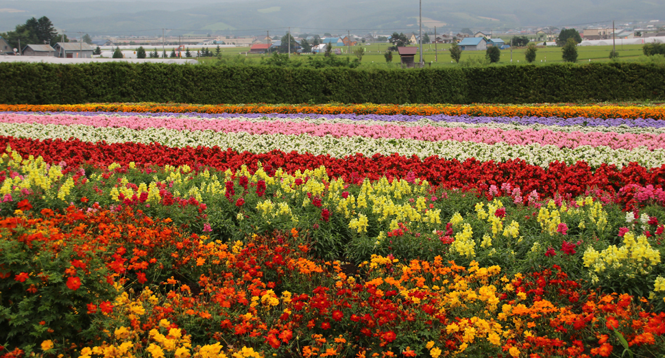 全体的に赤やオレンジのお花が多めな秋の彩りの畑