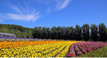 太陽降り注ぐ8月の花畑