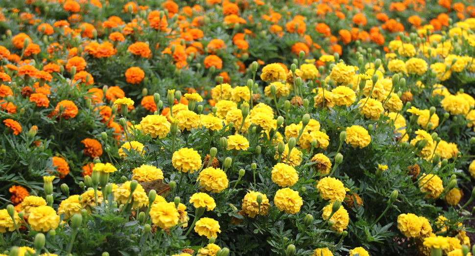2種類のマリーゴールド ファーム日誌 花畑の紹介 北海道のラベンダー畑 ファーム富田 オフィシャルサイト