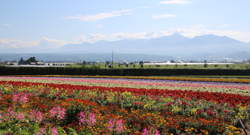 本日山の日 絶好の山日和です | 園内案内 | 北海道のラベンダー畑