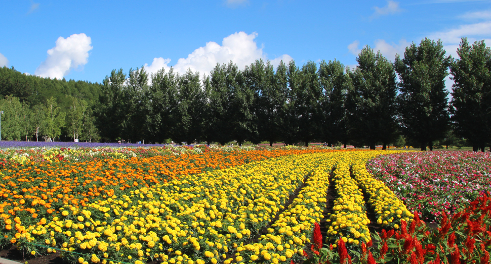 青空と満開の花人の畑