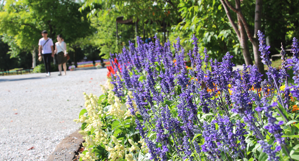 倖（さきわい）の小路 | 園内案内 | 北海道のラベンダー畑「ファーム