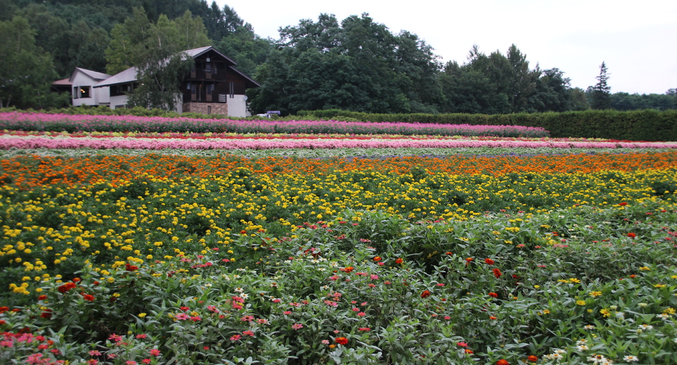 色とりどりの花が咲いています