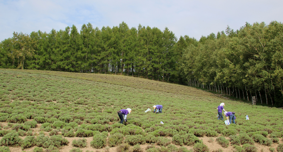 太陽を浴びてお花たちは元気いっぱいです ファーム日誌 花畑の紹介 北海道のラベンダー畑 ファーム富田 オフィシャルサイト 太陽を浴びてお花たちは元気いっぱいです ファーム日誌 花畑の紹介 北海道のラベンダー畑 ファーム富田 オフィシャルサイト