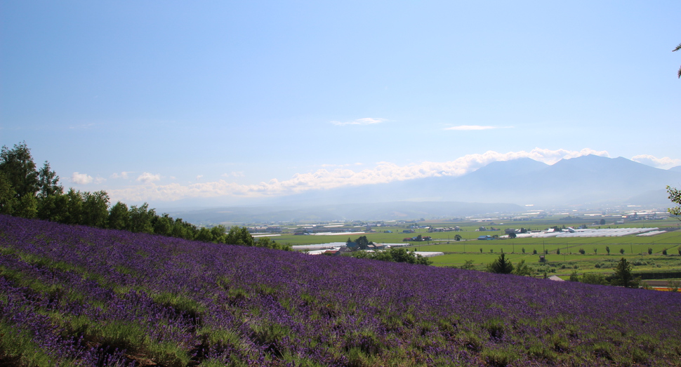 今朝は晴れて十勝岳連峰がよく見えます