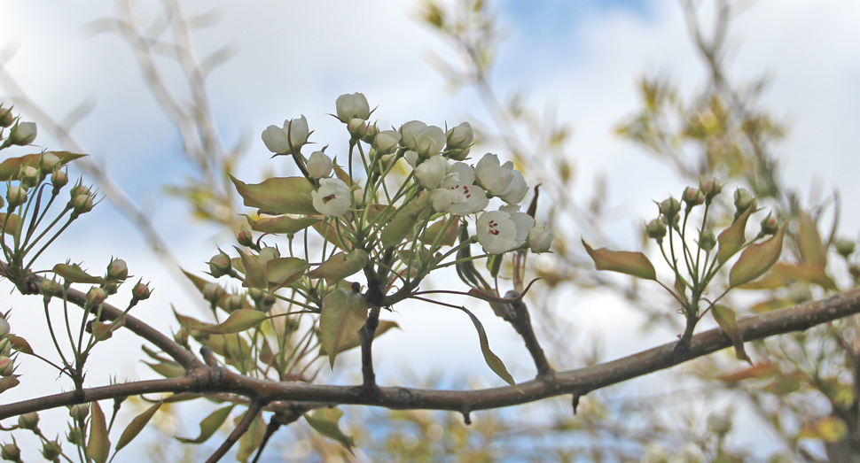 春の花たち ファーム日誌 花畑の紹介 北海道のラベンダー畑 ファーム富田 オフィシャルサイト