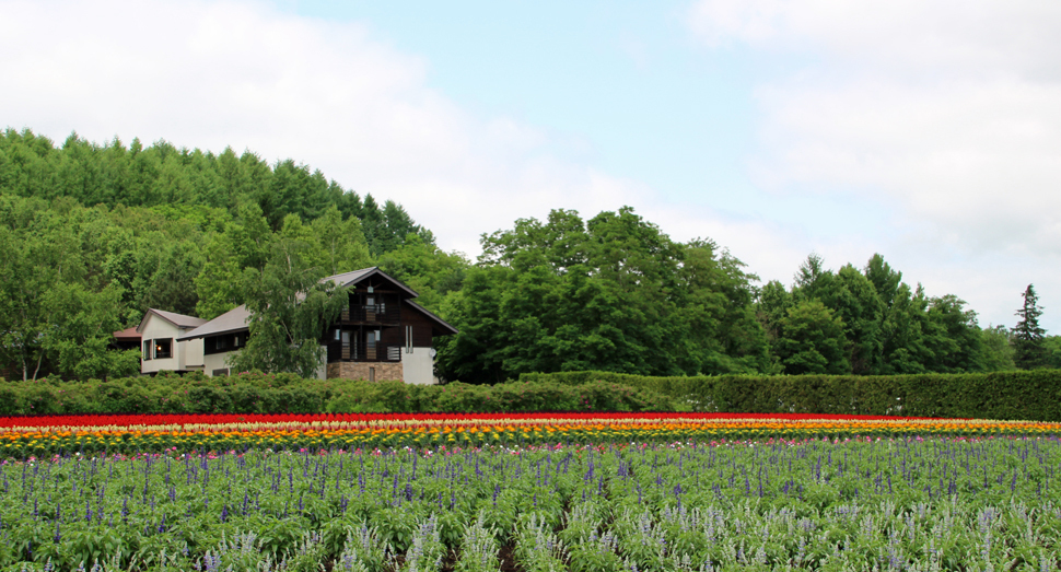 株はまだ小さいですがサルビアなど鮮やかな花が並びます