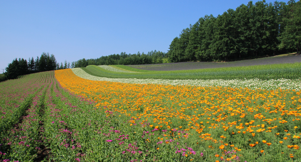 このお天気で彩りの畑の花々も急生長しそうです