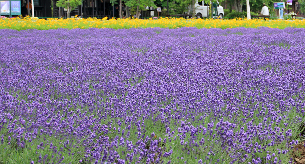 濃紫早咲とデイリリーが色鮮やかに咲いています