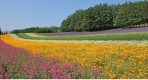 彩りの畑に咲く花たち