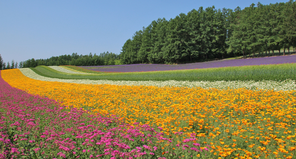 お天気に恵まれ、お花の開花も順調に進んでいます