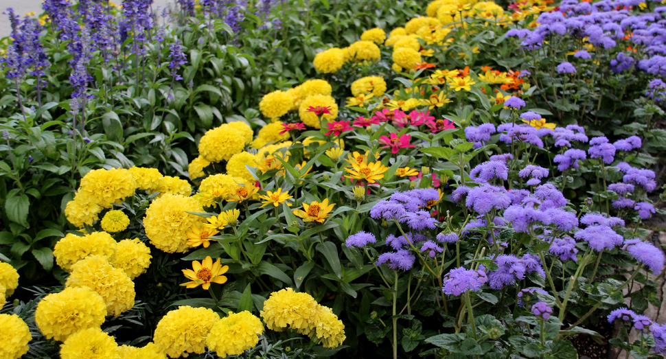 様々な花でにぎわう園内 ファーム日誌 花畑の紹介 北海道のラベンダー畑 ファーム富田 オフィシャルサイト