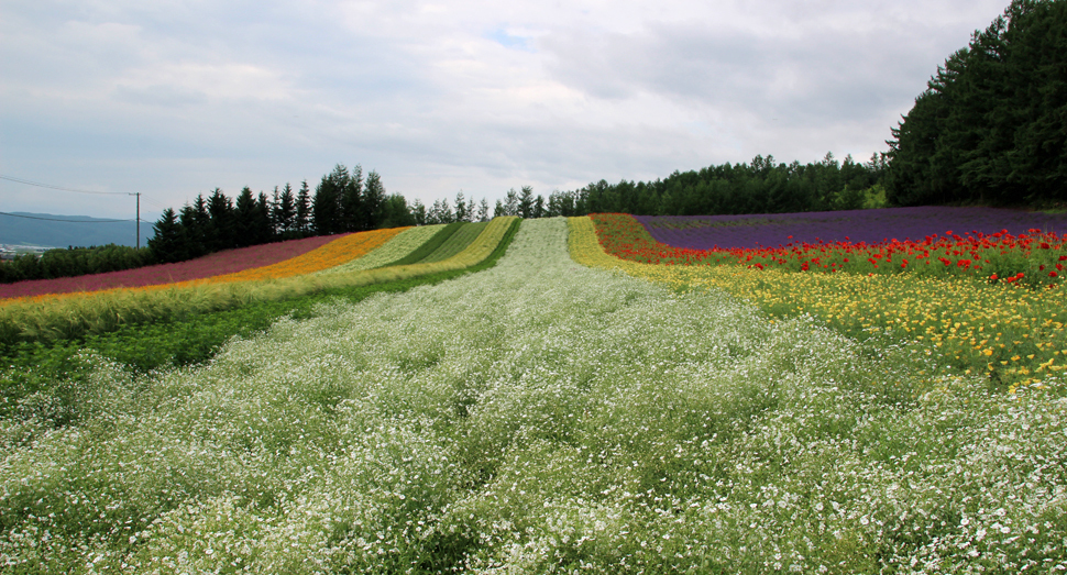 天気はいまいちですがお花はきれいに咲いています