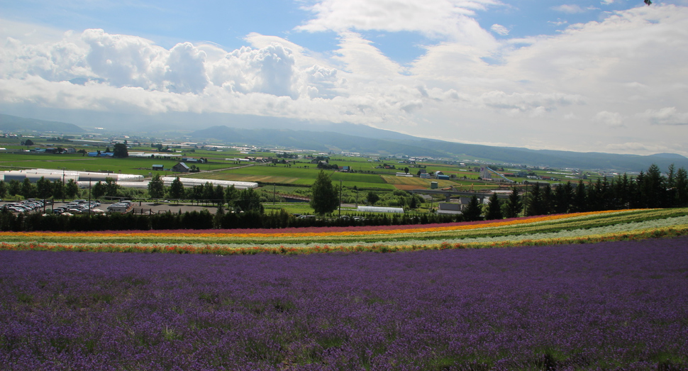 彩りの畑の花々たち