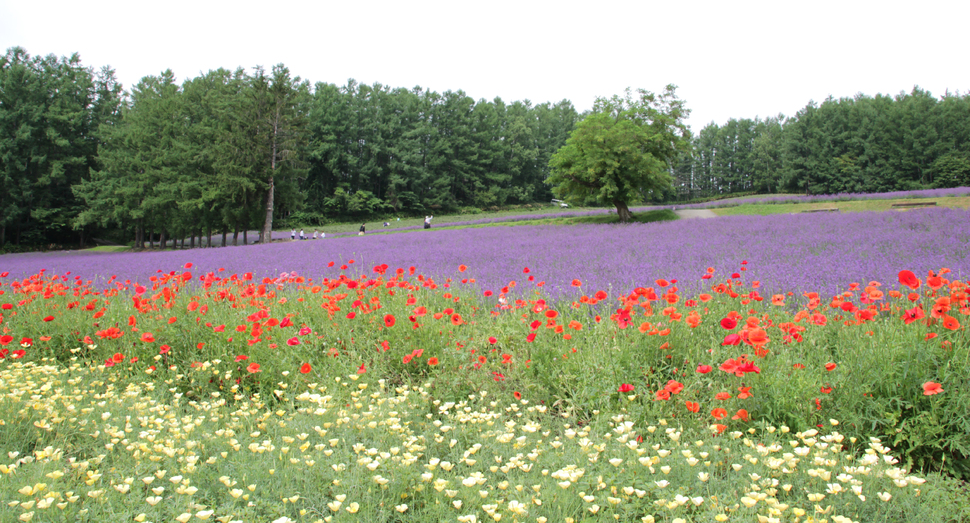 それぞれの花が互いに色を引き立てています