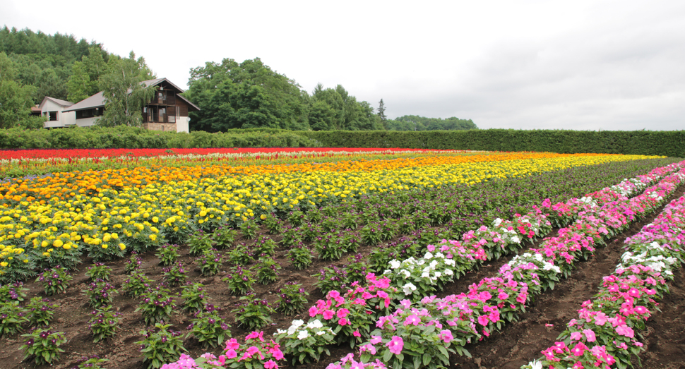 秋の彩りの畑では様々なお花をご覧いただけます