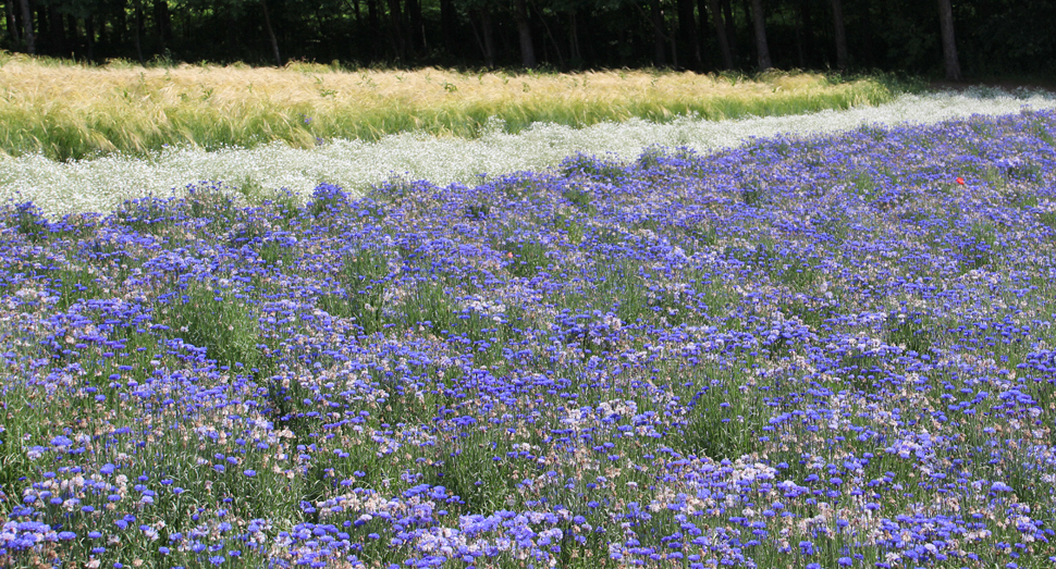 森の彩りの畑ではヤグルマソウなどのお花をお楽しみいただけます