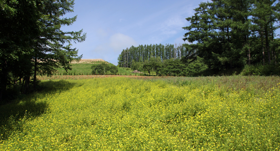 山の彩りの畑ではキカラシが鮮やかに咲いています