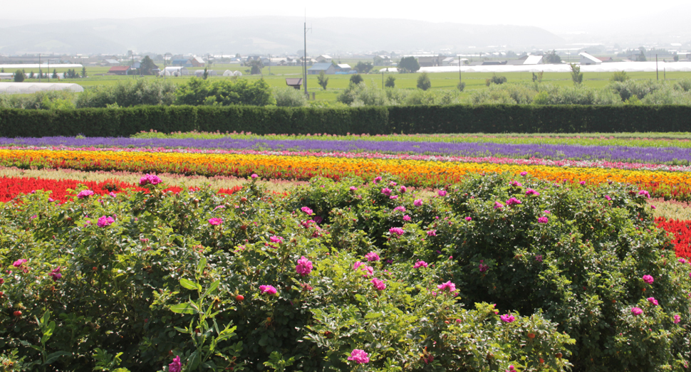 ラベンダーの時期が終わると ファーム日誌 花畑の紹介 北海道のラベンダー畑 ファーム富田 オフィシャルサイト