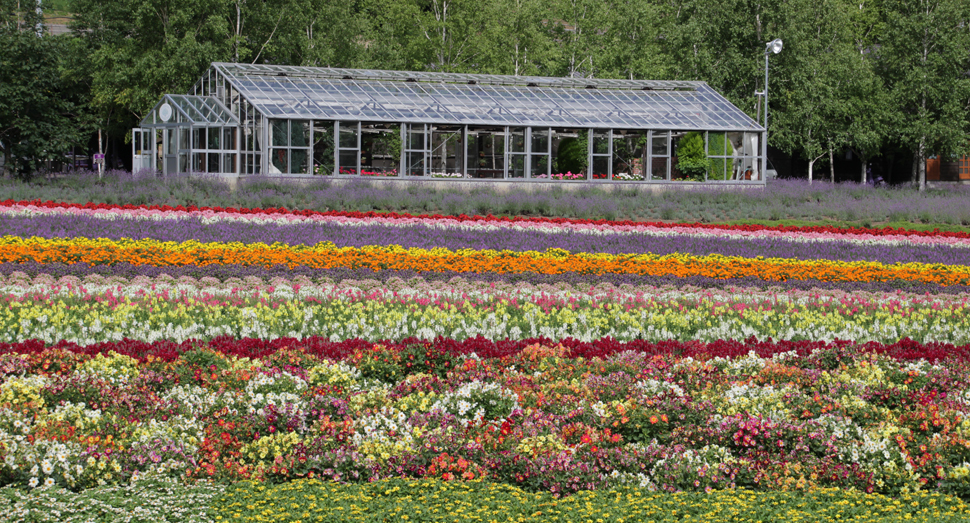 今が見頃の花人の畑 ファーム日誌 花畑の紹介 北海道のラベンダー畑 ファーム富田 オフィシャルサイト 今が見頃の花人の畑 ファーム日誌 花畑の紹介 北海道のラベンダー畑 ファーム富田 オフィシャルサイト