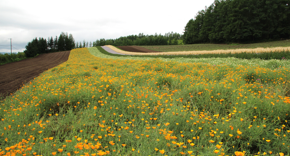 現在の彩りの畑 ファーム日誌 花畑の紹介 北海道のラベンダー畑 ファーム富田 オフィシャルサイト