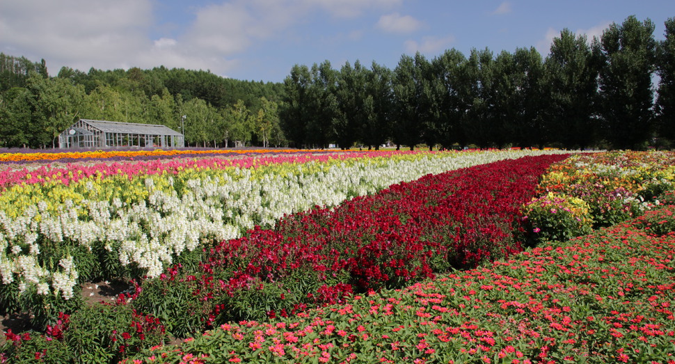 花人の畑をちょっと上から | 園内案内 | 北海道のラベンダー畑