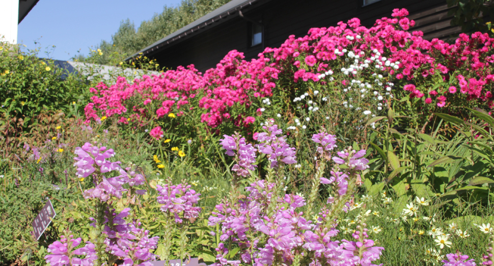 たくさんの種類の花々を一度に見ることができる花人ガーデン