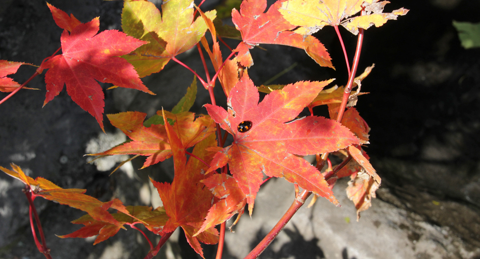 紅葉とテントウムシ