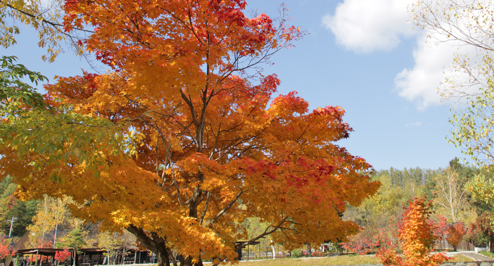 見事に紅葉したヤマモミジ