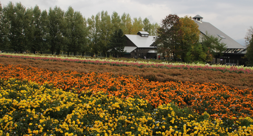 花人の畑のお花たちは寒さにも負けず咲いています