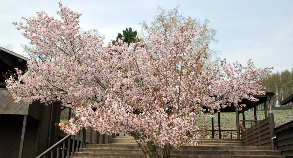 ポプリの舎前の桜が満開です
