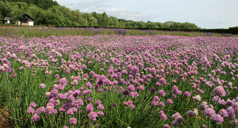 今が見頃の花たち ファーム日誌 花畑の紹介 北海道のラベンダー畑 ファーム富田 オフィシャルサイト