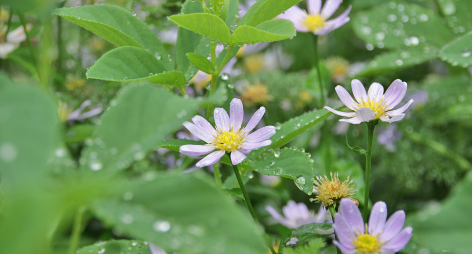 雨だからこそ撮れるお花の姿があります