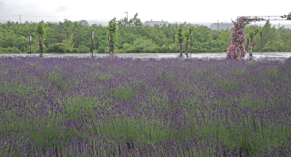 雨の日の楽しみ方 ファーム日誌 花畑の紹介 北海道のラベンダー畑 ファーム富田 オフィシャルサイト