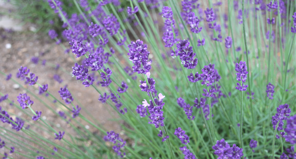 雨の中でも花を咲かせようと頑張っています