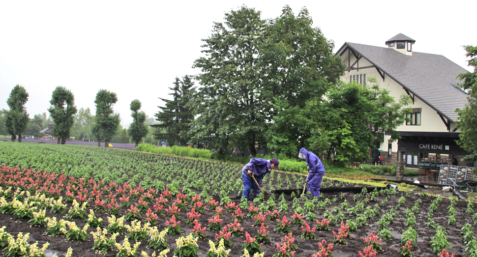 スタッフも雨の日も大切にお花を育てています