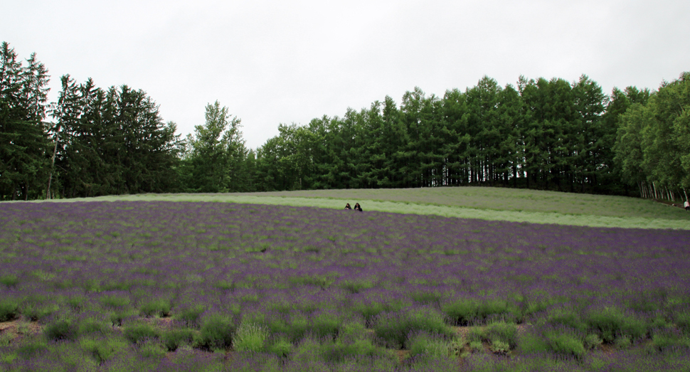トラディショナルラベンダー畑は下段の紫色が日に日に濃くなっています